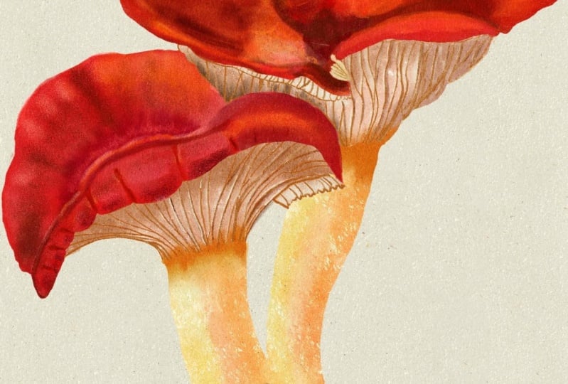 Mushroom styles