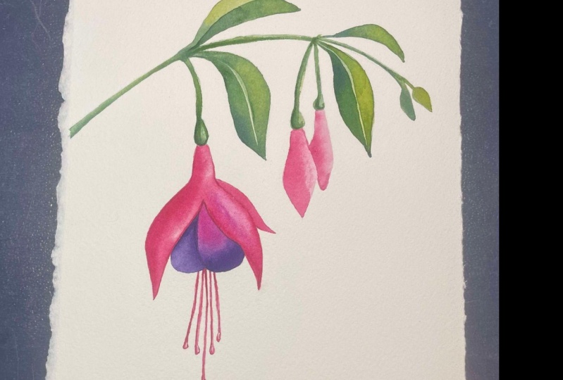 Fuchsia