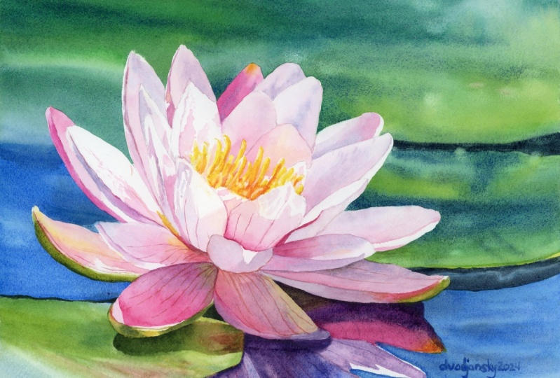 Water Lily