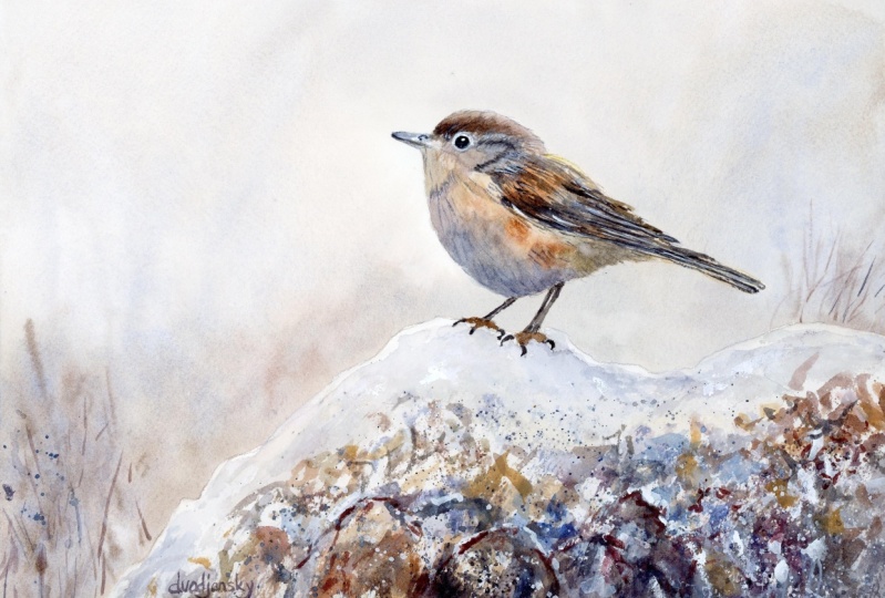 Wren in Snow