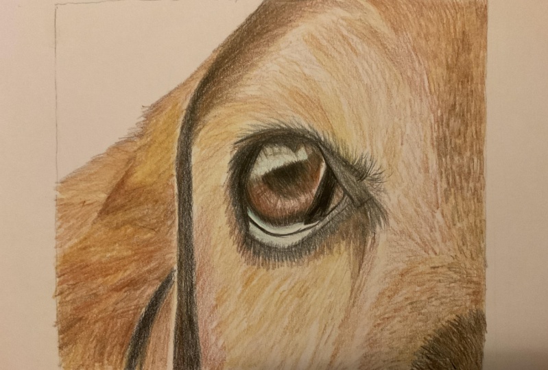 A dog’s eye in colored pencils