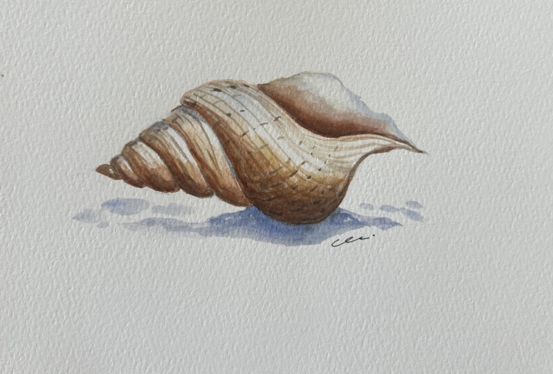 Caracola
