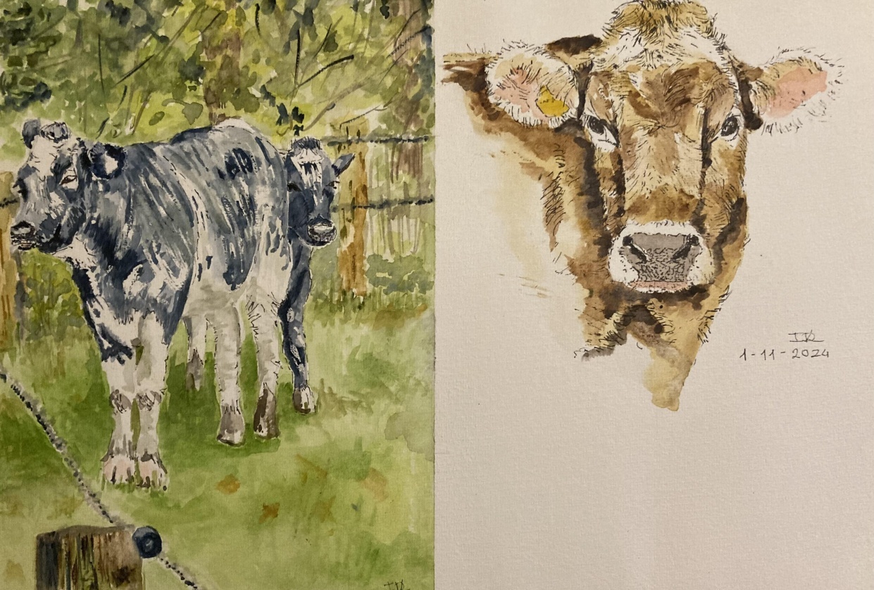 Cows - student project