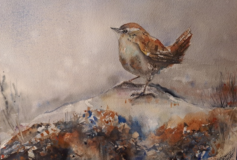 My little wren
