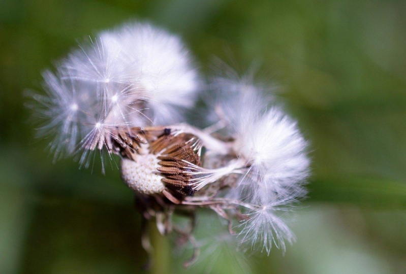 Depth of Field