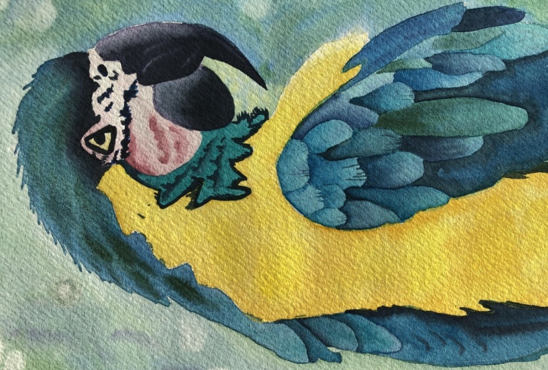 Parrot