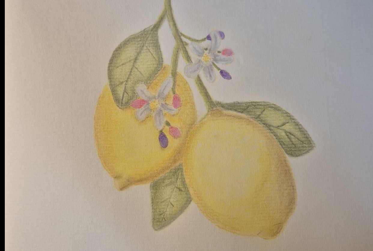 LEMONS - student project