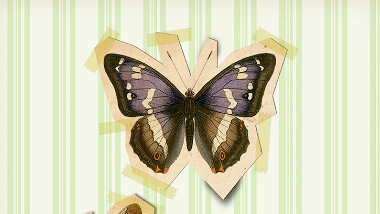 Butterflies - student project