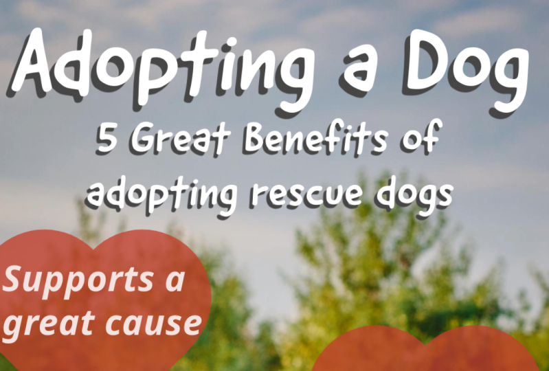 Adopting a Dog