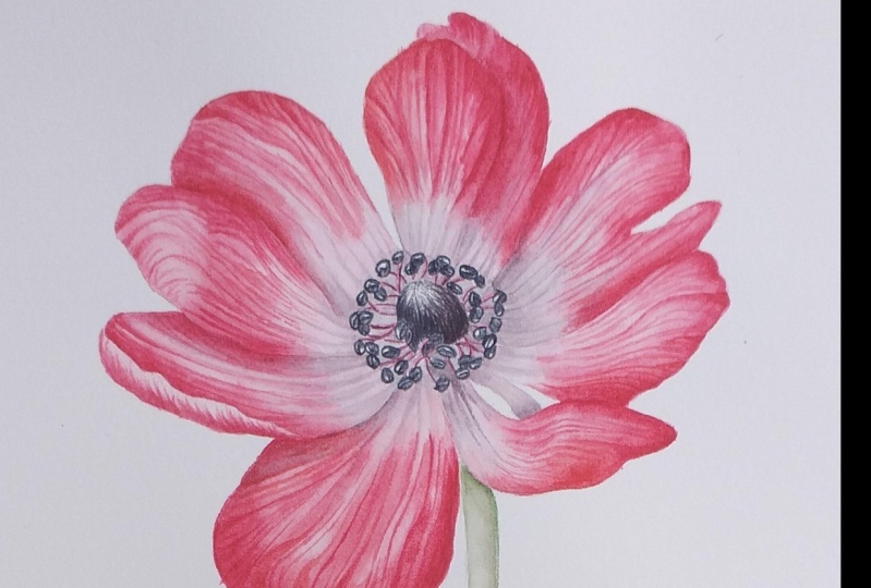 Anemone Flower