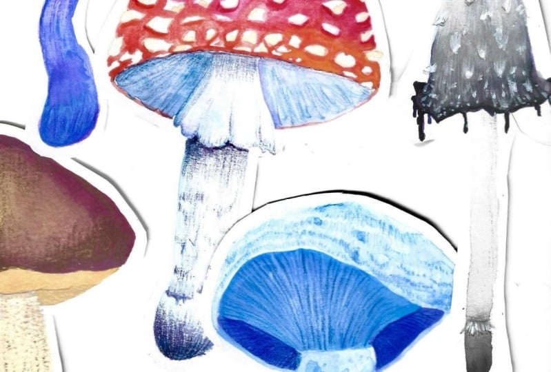 Shrooms!