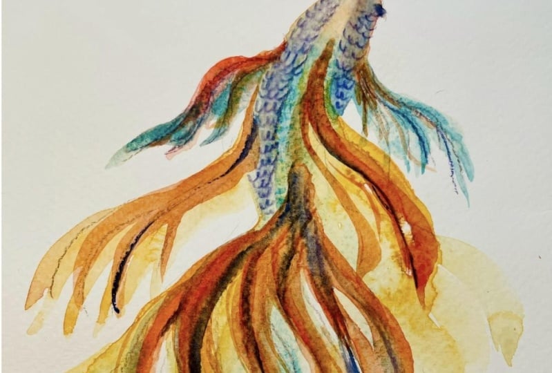 Betta Fish