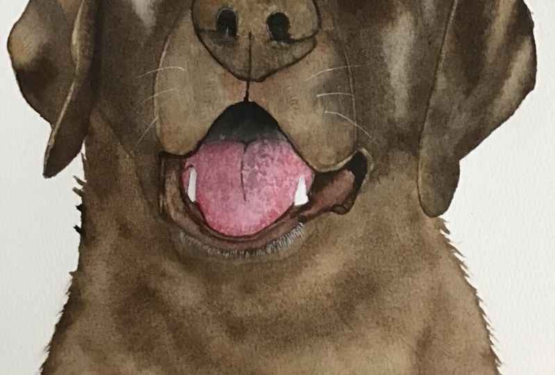 Chocolate Labrador