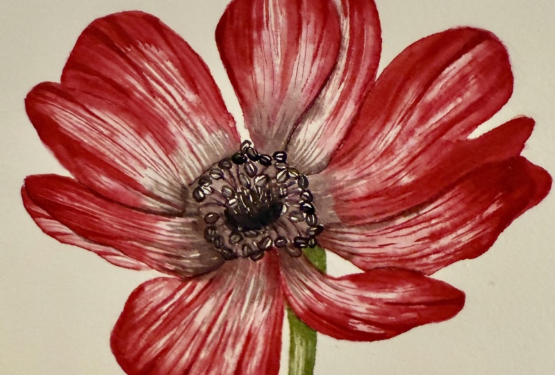 Anemone