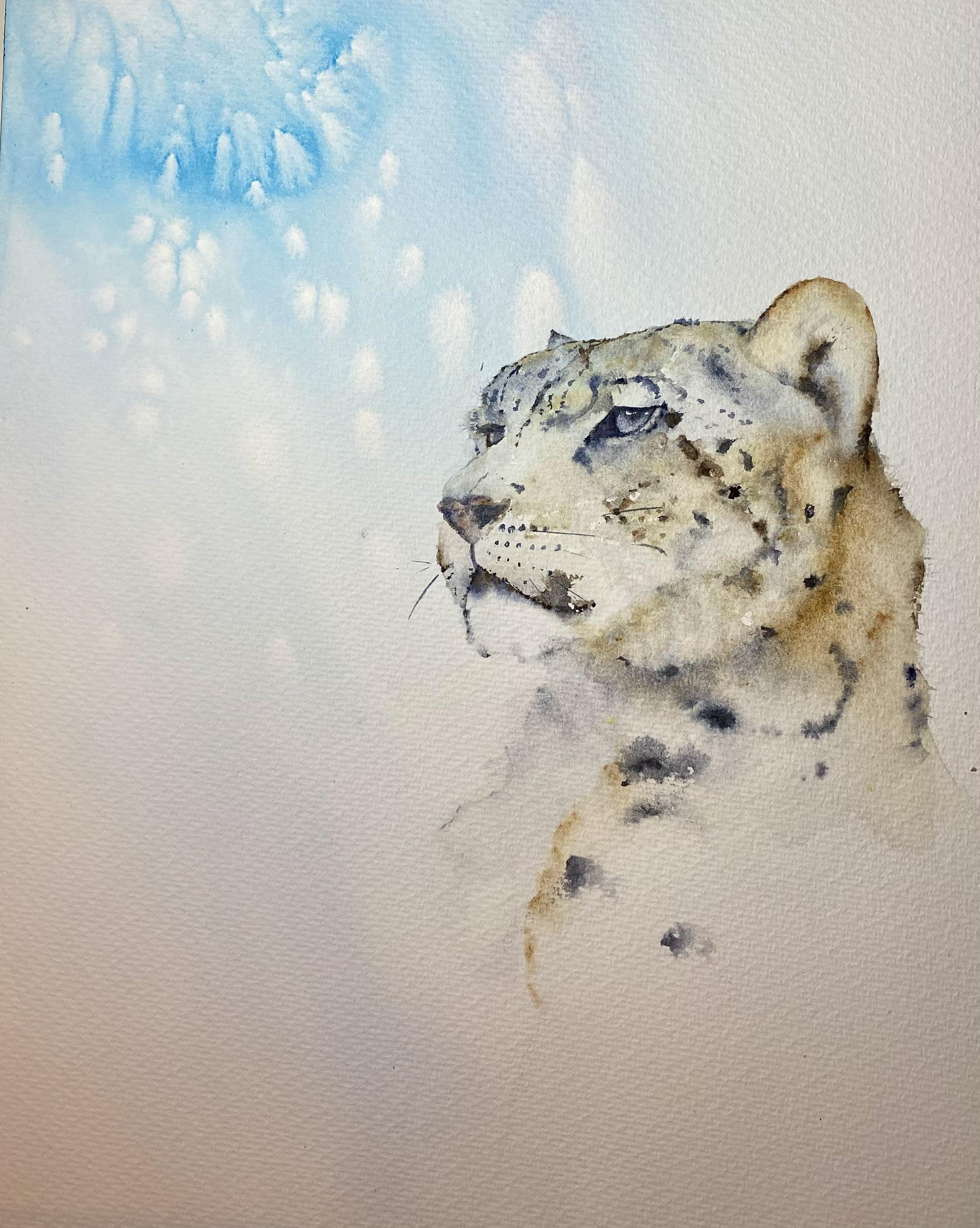 Snow Leopard - student project