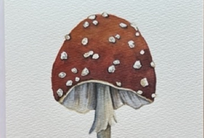 Hongos Colorados