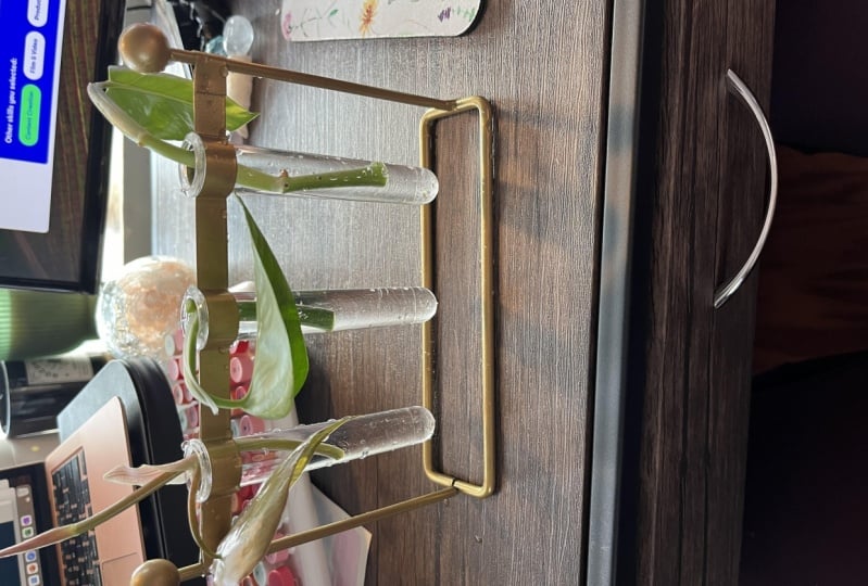 Philodendron propagation