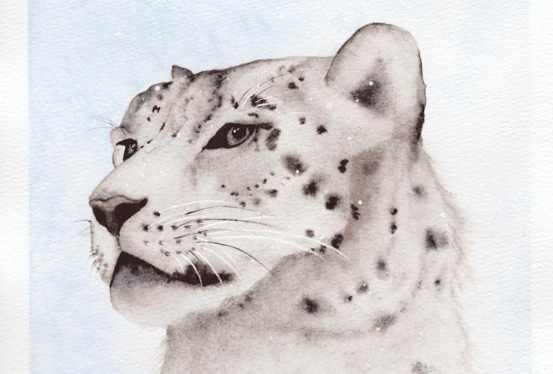 Snow Leopard