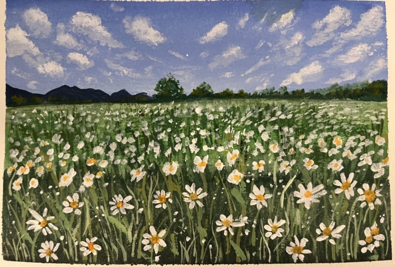field of dasies