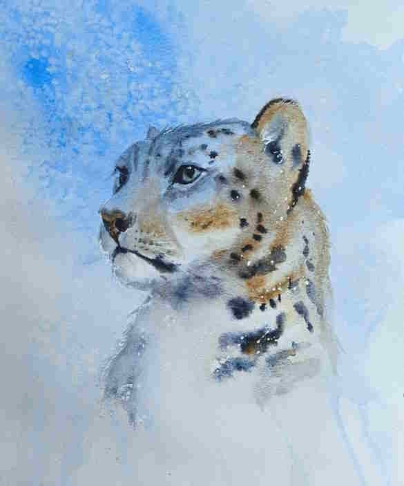 Snow leopard - student project