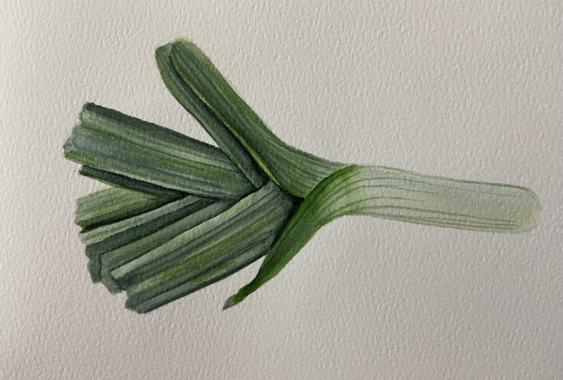 Botanical watercolor