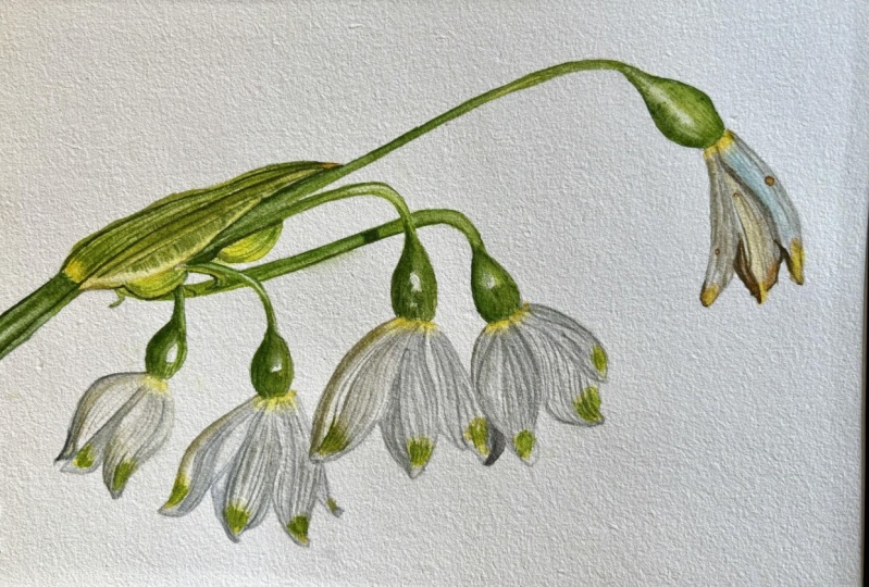 Snowdrops