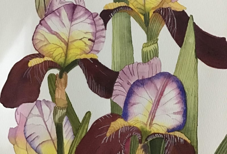 Iris