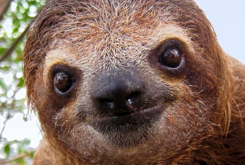 Sloth, Crimson & Love Poems