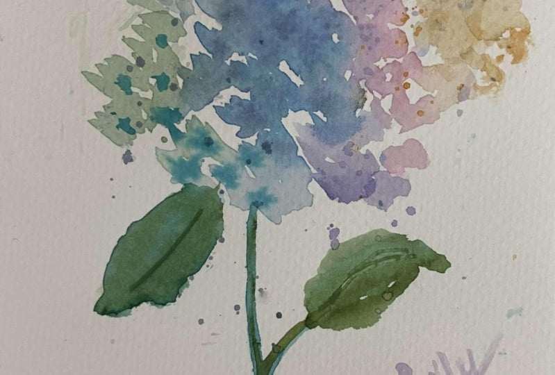 colorful watercolor hydrangea