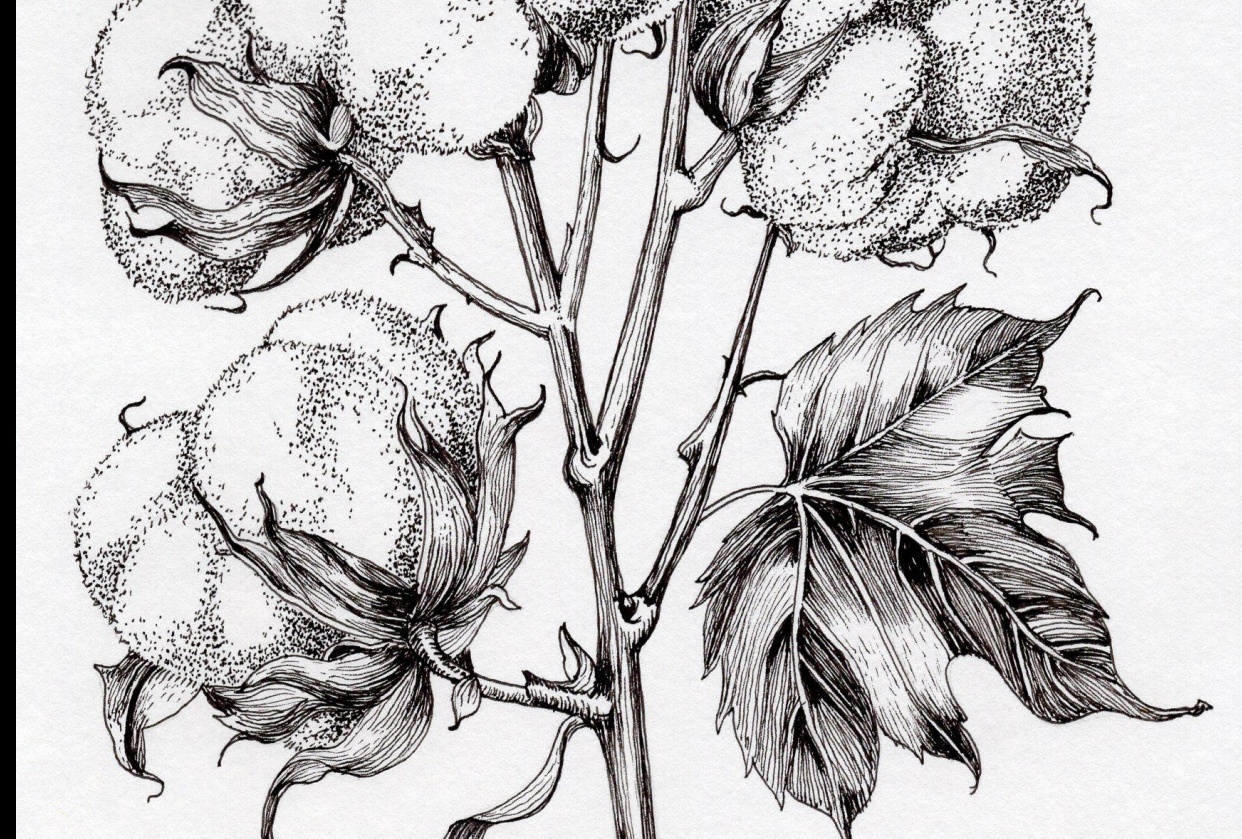 Botanical Sketches - Cotton - student project