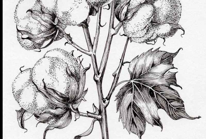 Botanical Sketches - Cotton