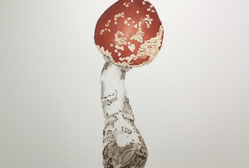 Fly agaric mushroom