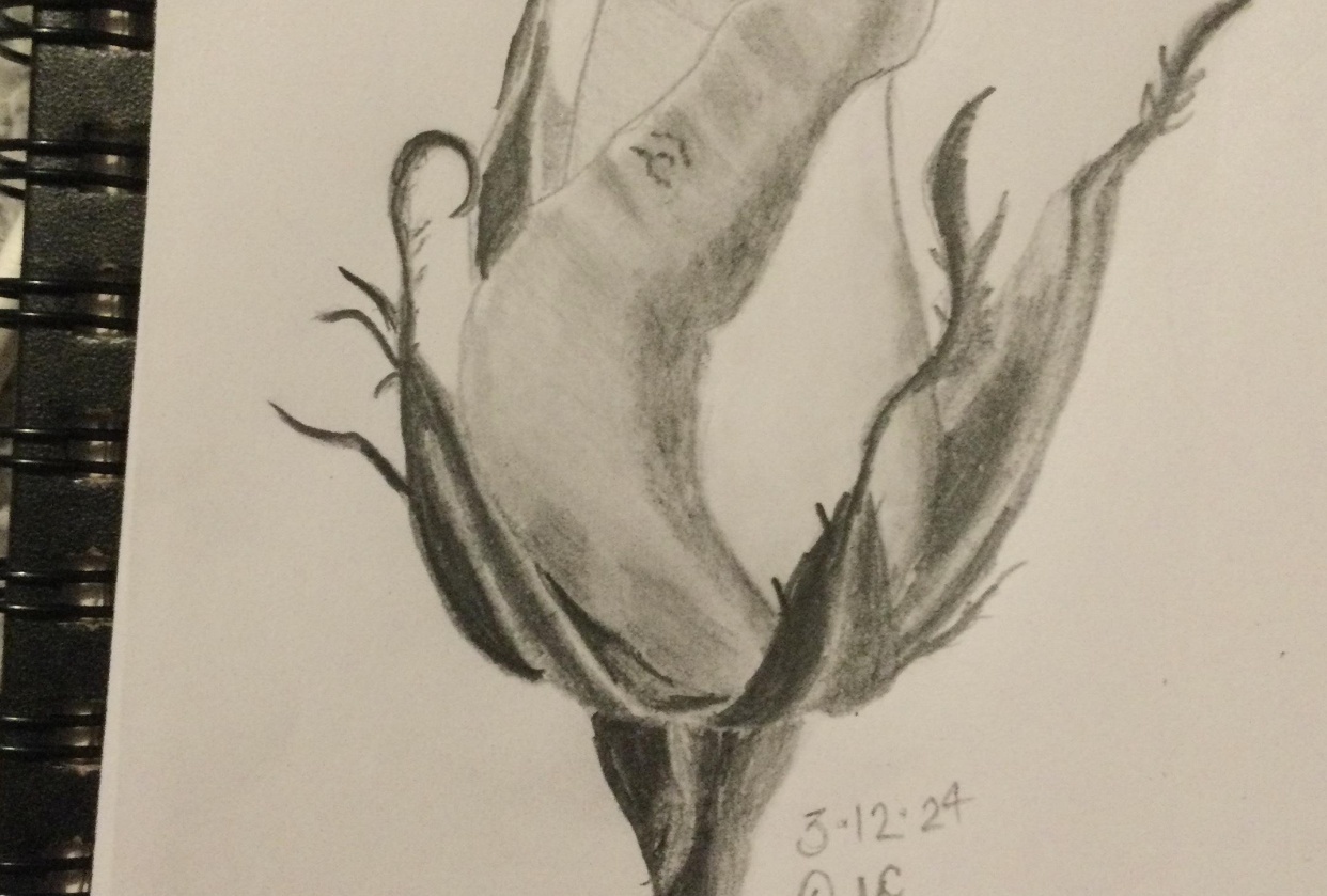 Rose - student project