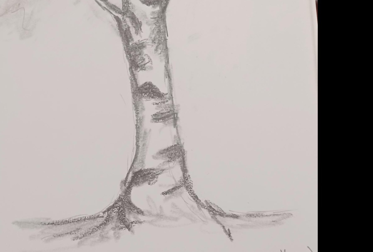 3 Types of Trees - student project