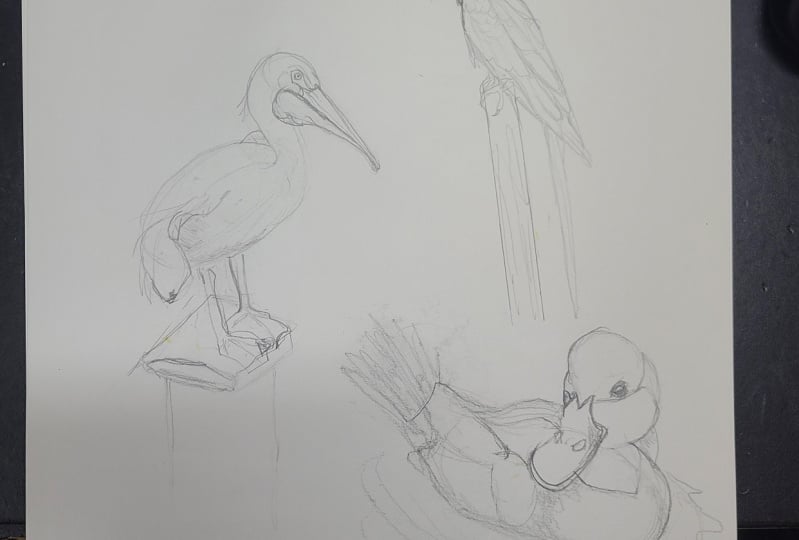 Drawing birds