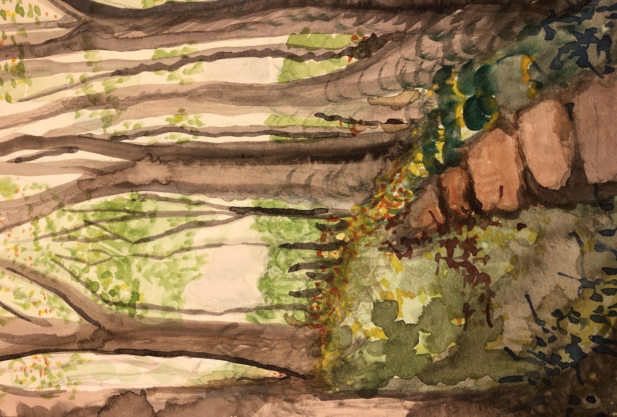 A Walk in the Woods Oban - student project