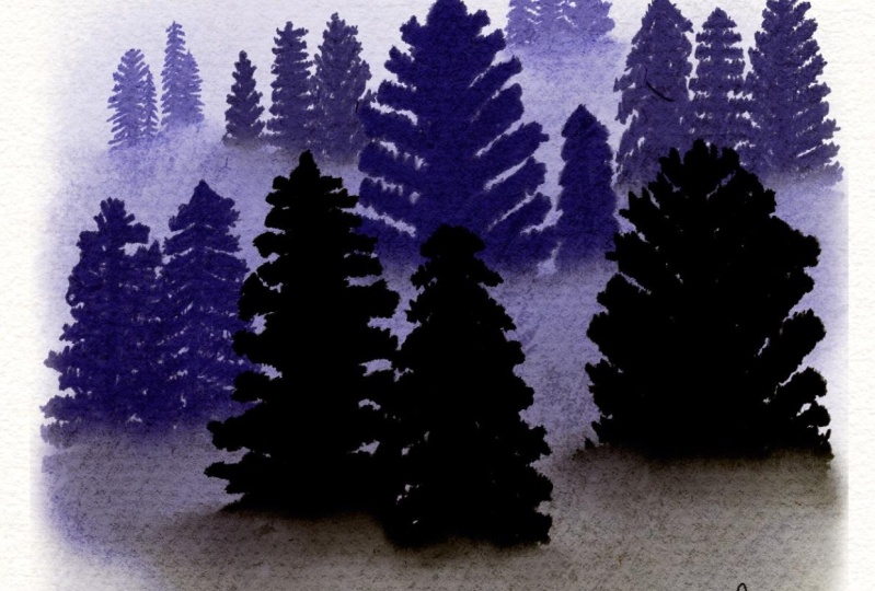 Misty Forest Scenes