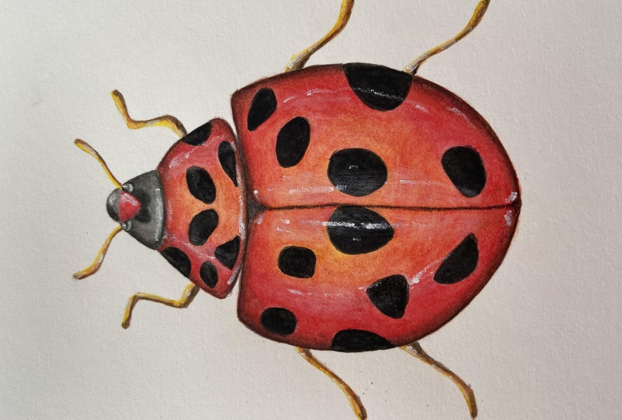 Watercolor pencil ladybug - student project