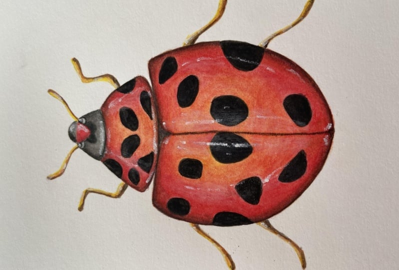 Watercolor pencil ladybug