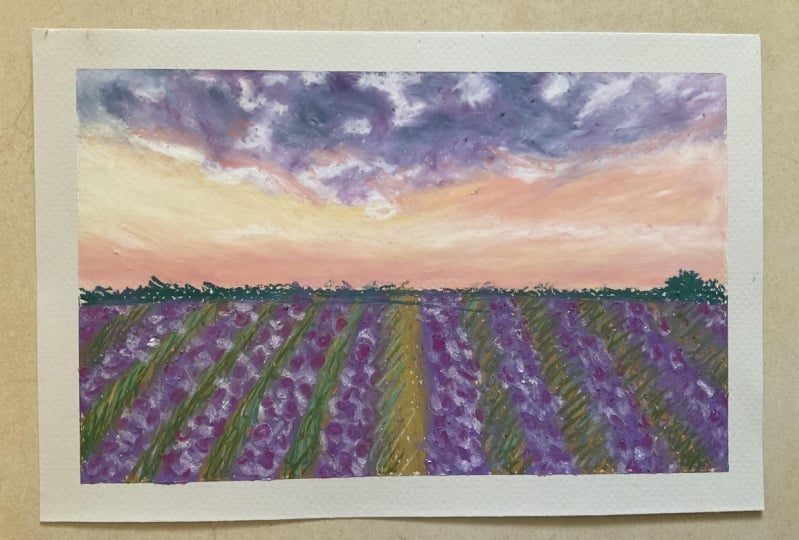 Lavender fields in Oil Pastels