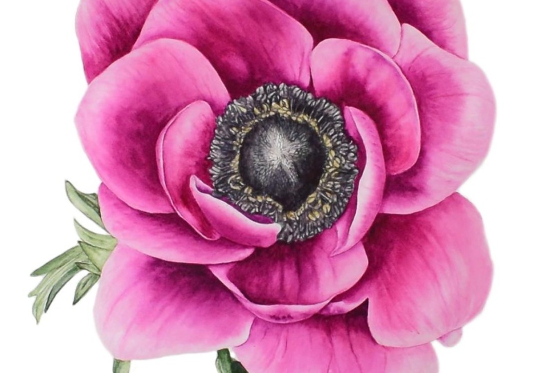 Pink Anemone Watercolor Painting