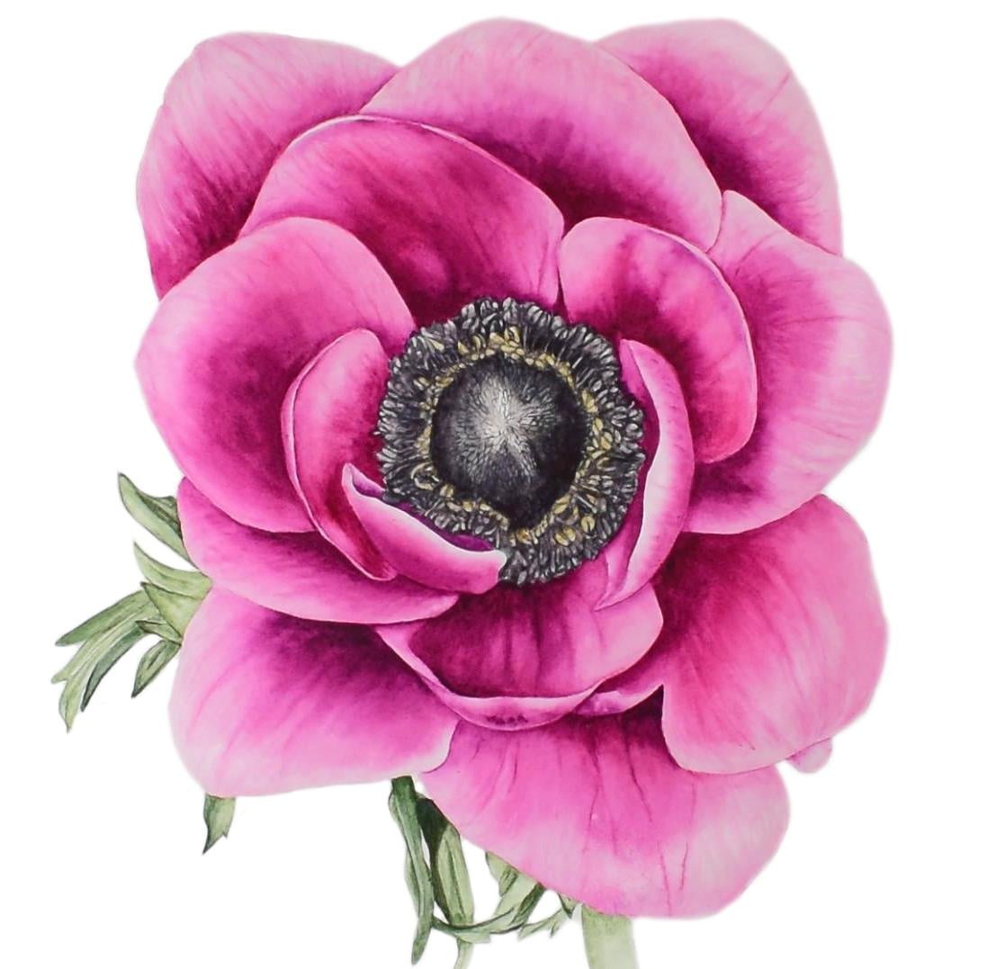 Pink Anemone Watercolor Painting - student project
