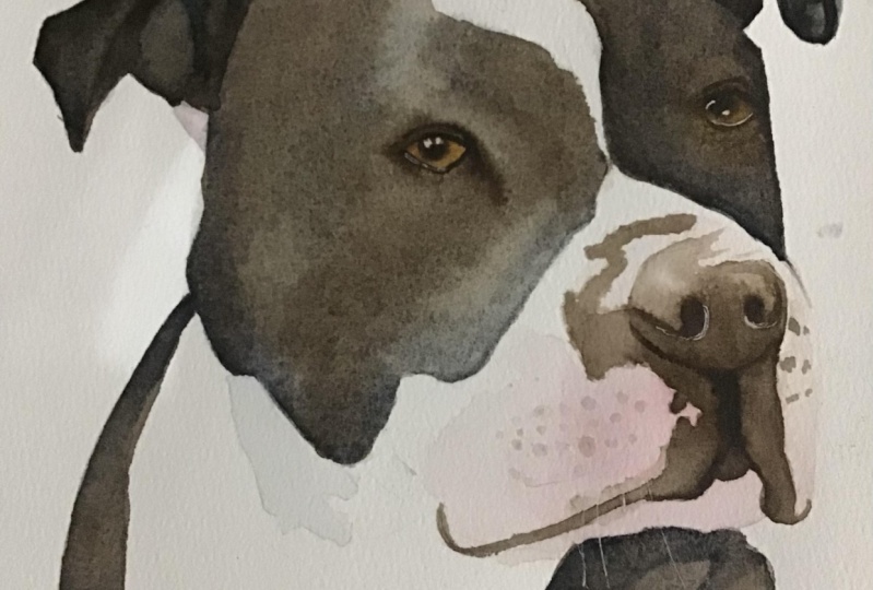 American Staffordshire terrier ( Pitbull breed)