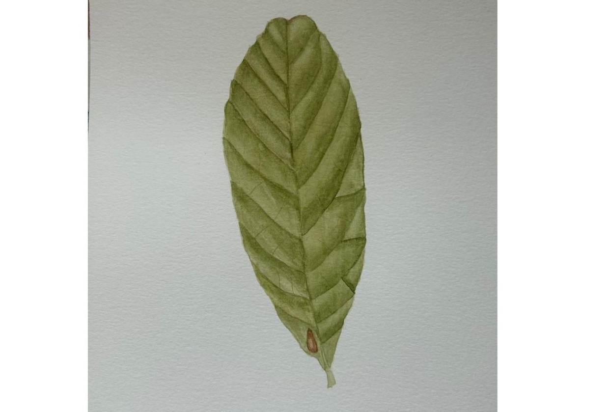 Realistic Leaf - student project