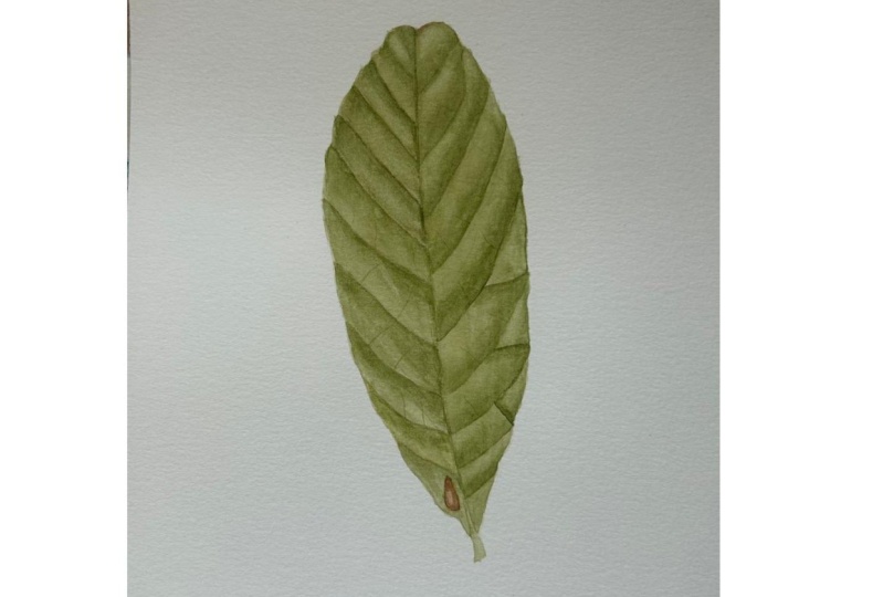 Realistic Leaf