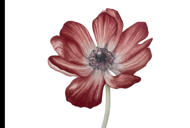 Anemone
