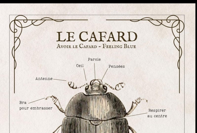 l'anatomie d'un cafard