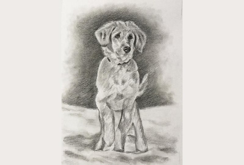 My Golden Retriever