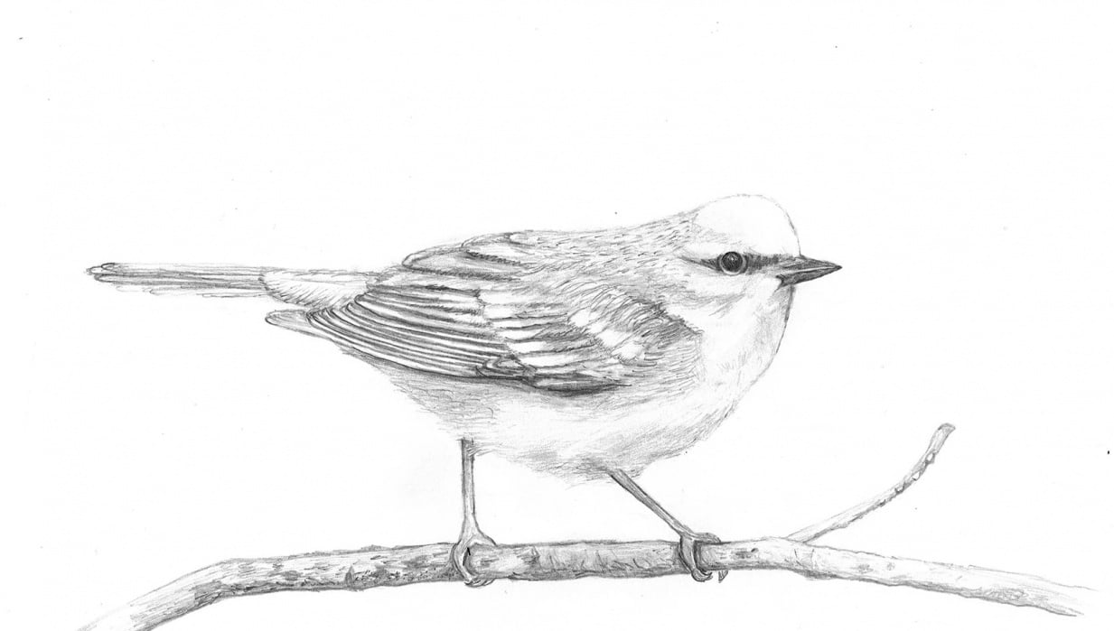 Pretty Little Birdie - student project