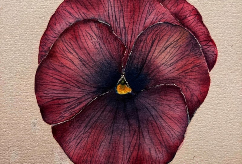 Viola